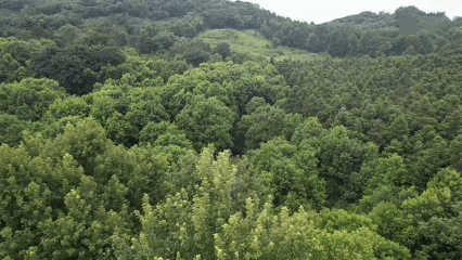 4.gif